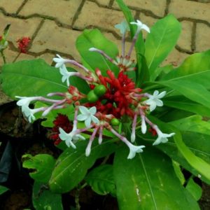 Rauwolfia Reserpine
