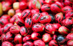 Nutmeg Extract