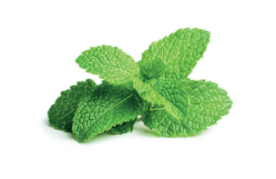 Organic Peppermint powder