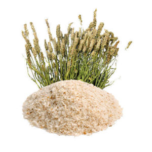 Organic Psyllium Husk Extract