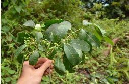 Rauwolfia Total Alkaloids 10%-90%