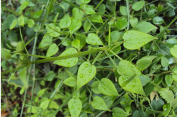 Rubia Cordifolia Extract