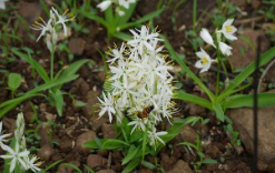 Safed Musli Extract