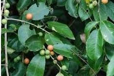Salacia Reticulata Extract