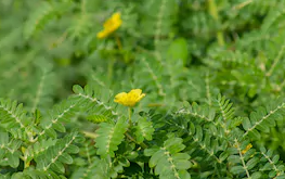 Tribulus blend (Protodioscin)