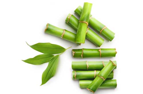 Bamboo extract Bambusa arundinacea